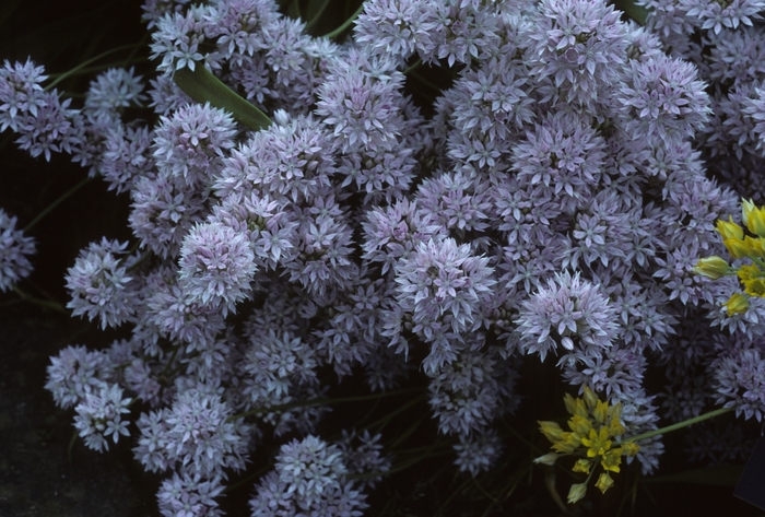 Allium campanulatum '' (005132)