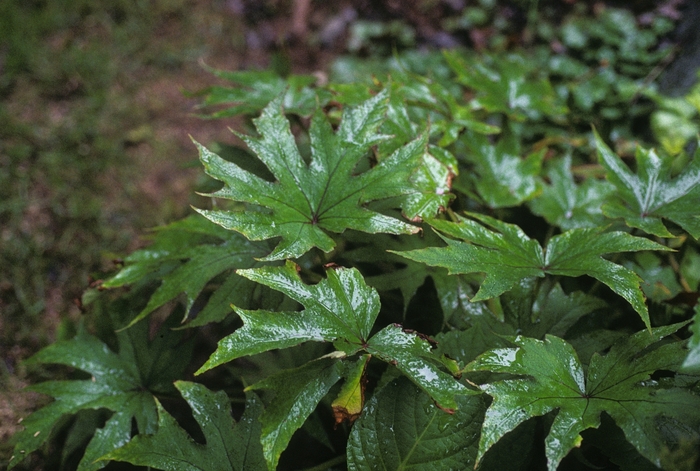 Begonia pedatifida '' (005238)