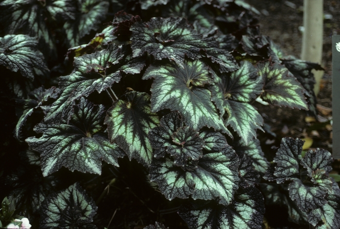 Begonia rex-cultorum 'Persian Swirl' (005240)