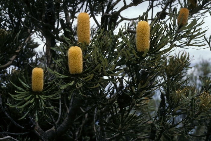 Banksia speciosa '' (005263)