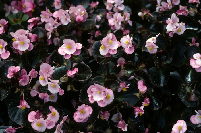Begonia semperflorens 'Expresso Rose' (005268)