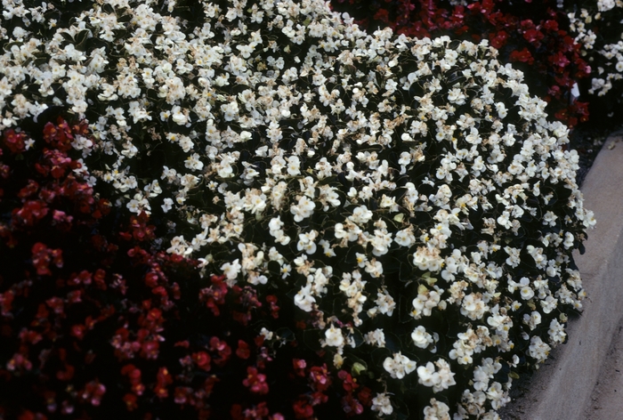 Begonia semperflorens Eureka™ 'Bronze White' (005269)