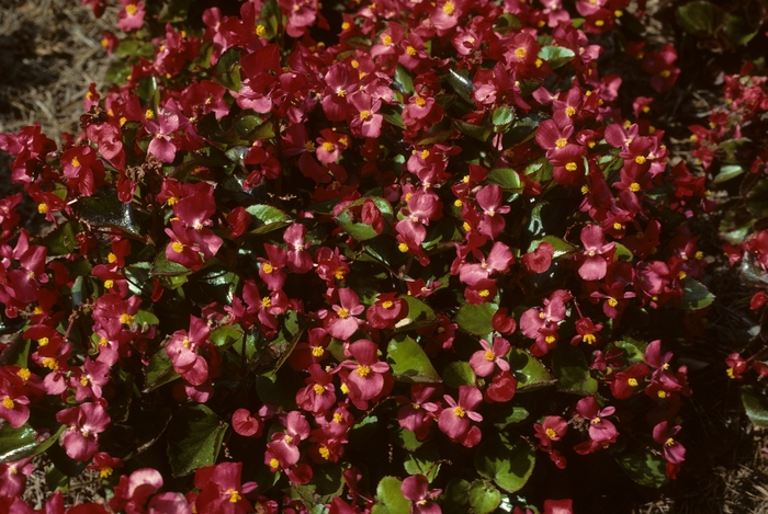 Begonia semperflorens 'Varsity™ Scarlet' (005273)
