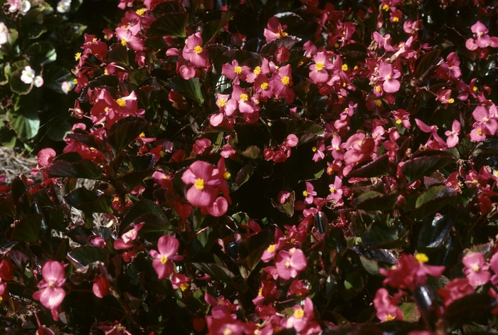 Begonia semperflorens 'Vision® Bright Rose' (005274)