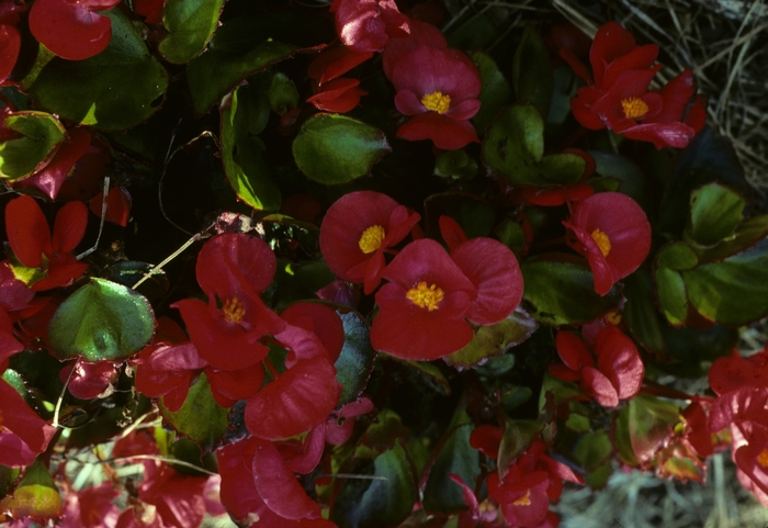 Begonia semperflorens 'Oasis Scarlet' (005276)