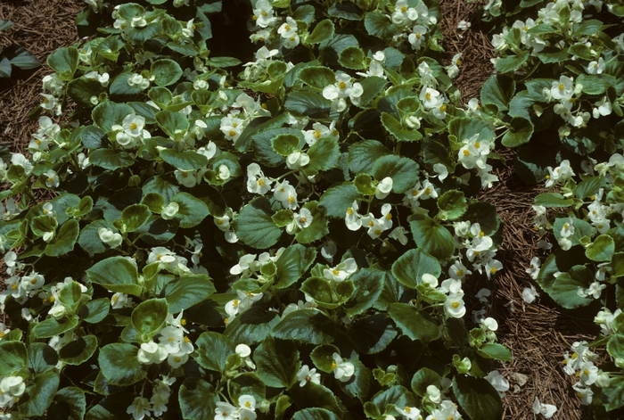Begonia semperflorens-cultorum 'Olympia White' (005278)