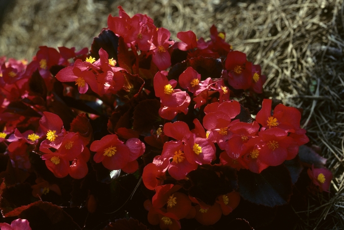 Begonia semperflorens-cultorum 'Vision® Red' (005280)