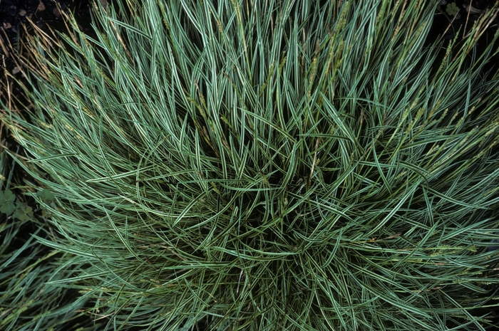 Carex conica 'Snowline' (005391)