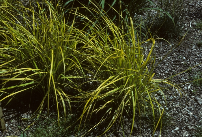Carex elata 'Aurea' (005392)