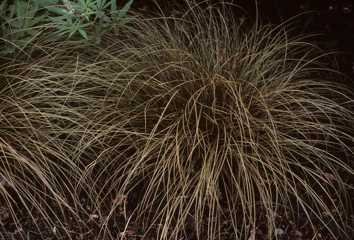 Carex flagellifera '' (005393)