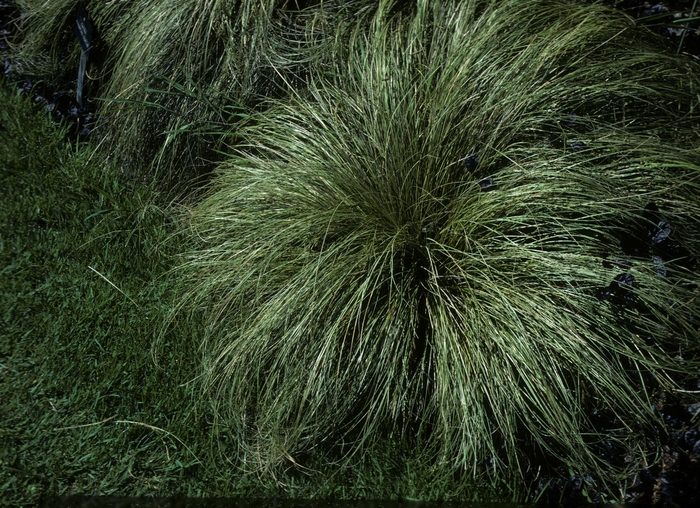 Carex albula 'Frosted Curls' (005395)