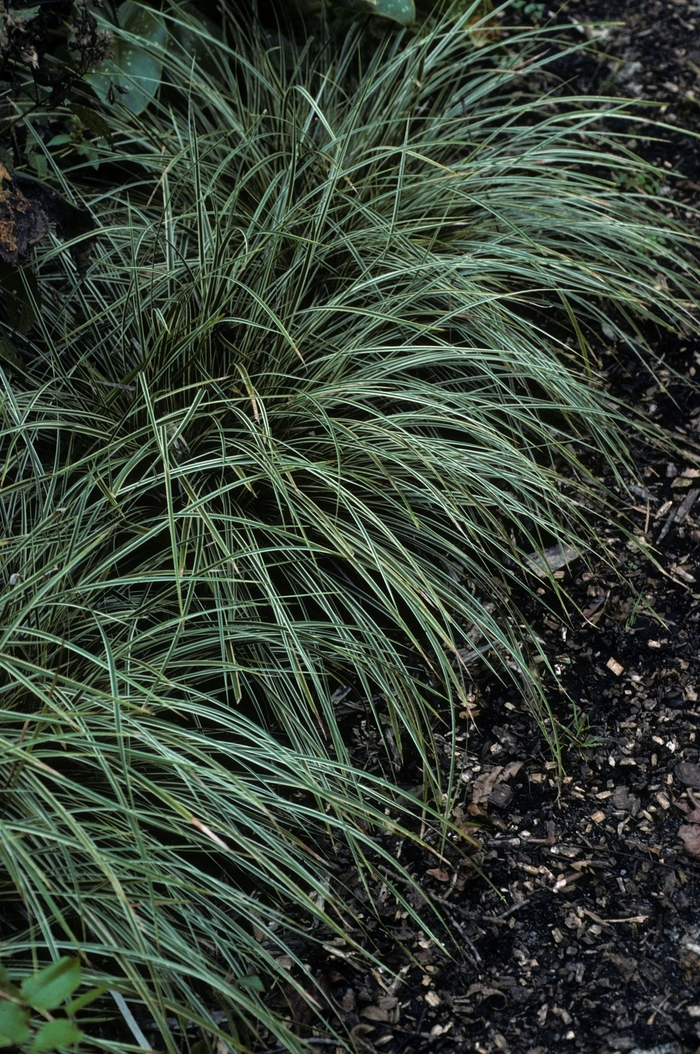 Carex morrowii 'Goldband' (005397)