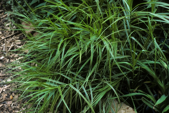 Carex muskingumensis 'Oehme' (005400)
