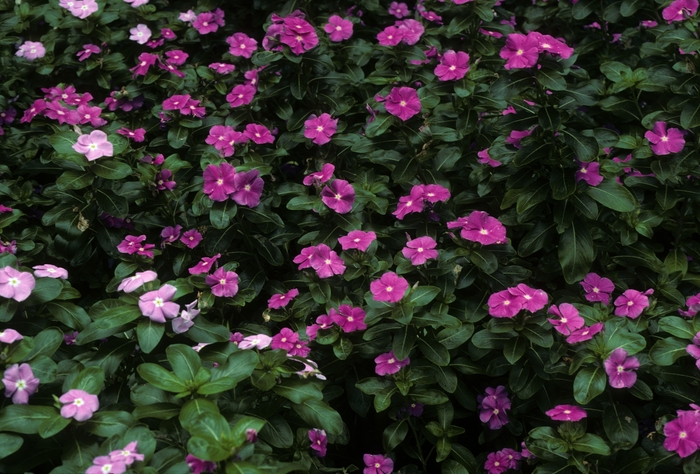 Catharanthus roseus 'Heat Wave Orchid' (005419)