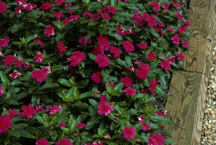 Catharanthus roseus 'Pacifica Red' (005422)
