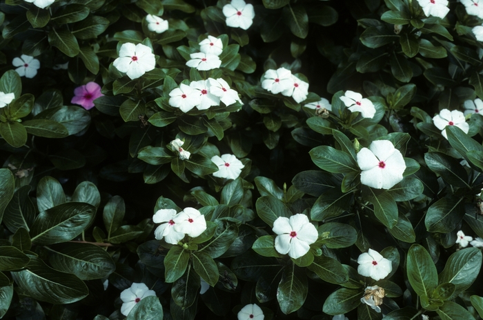 Catharanthus roseus 'Peppermint Cooler' (005424)