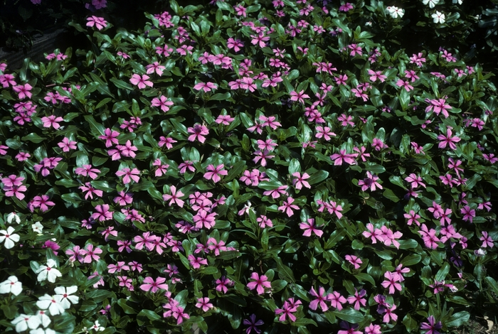 Catharanthus roseus 'Pink Carpet' (005425)