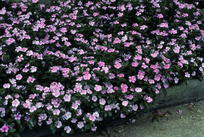Catharanthus roseus 'Pretty in Pink' (005426)