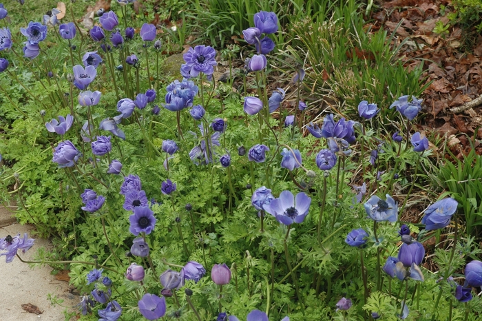 Anemone coronaria 'De Caen Blue' Poppy Anemone from Garden Center Marketing