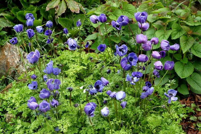 Anemone coronaria 'De Caen Blue' Poppy Anemone from Garden Center Marketing