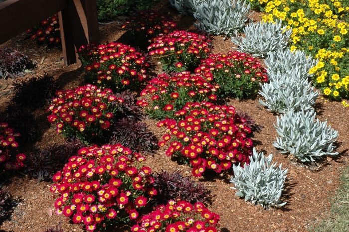 Argyranthemum 'Meteor™ Red' (005504)