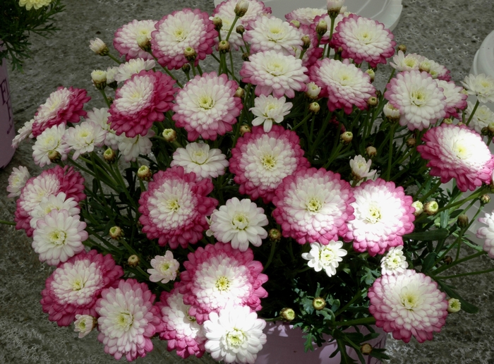 Argyranthemum frutescens Summersong™ 'Lavender' (005505)