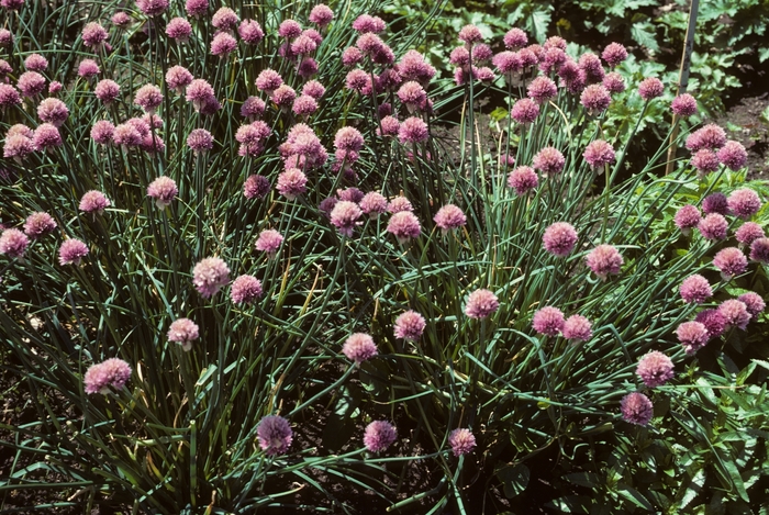 Allium schoenoprasum 'Forescate' (005532)