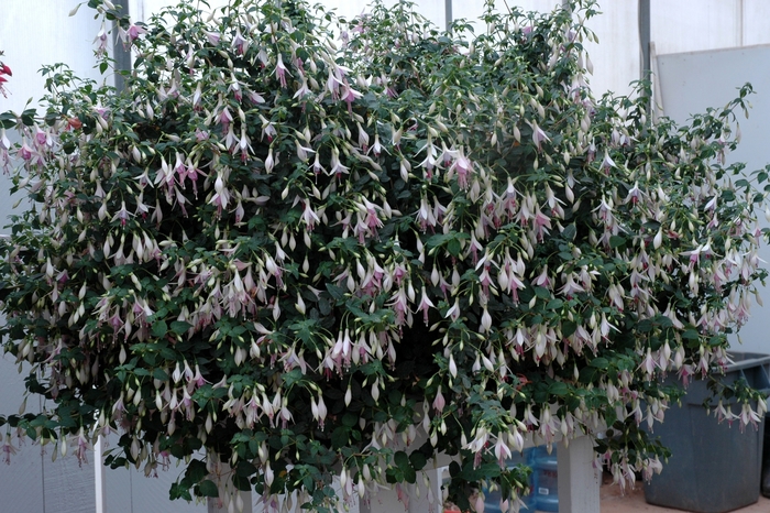 Fuchsia 'Sanifpeco' (005553)