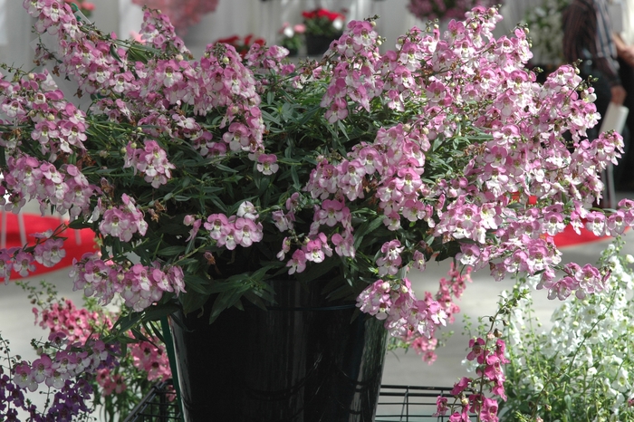 Angelonia angustifolia 'Basket Pink' (005571)