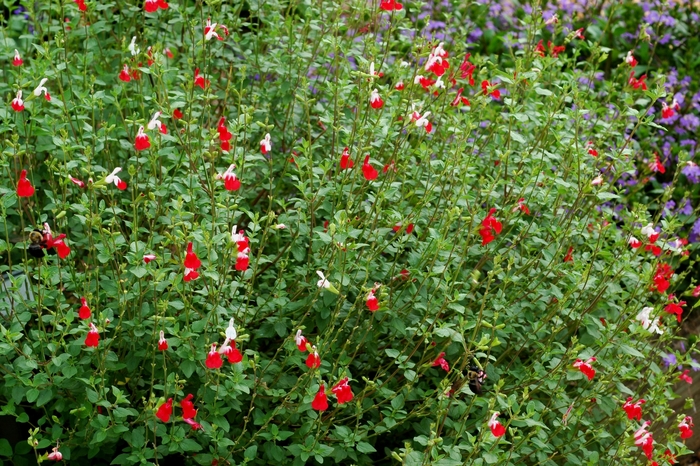Salvia microphylla 'Hot Lips' (005677)