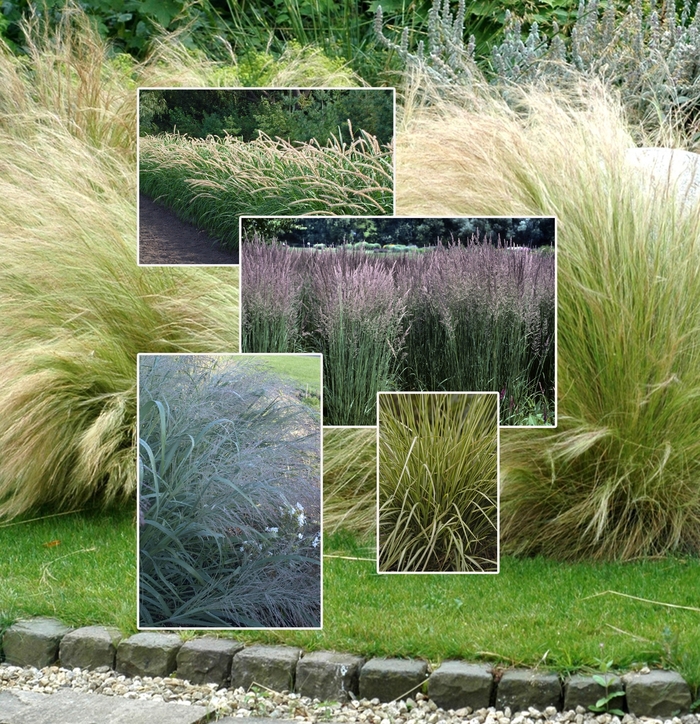 Ornamental Grass 'Multiple Varieties' (006040)