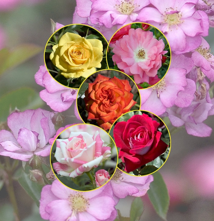 Rosa 'Multiple Varieties' (006047)