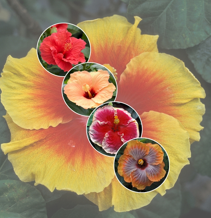 Hibiscus 'Multiple Varieties' (006051)