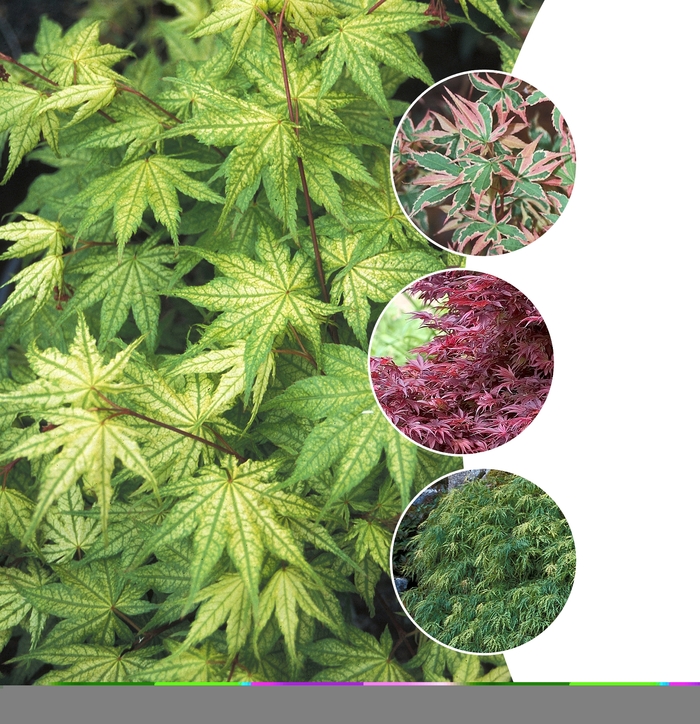 Acer Palmatum Multiple Varieties Japanese Maple Garden Center Marketing