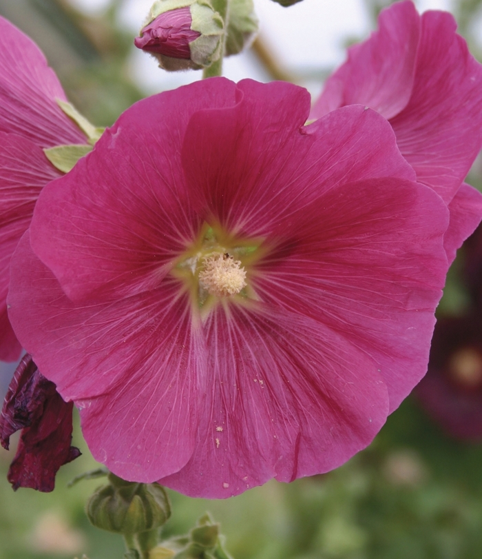 Alcea rosea 'Indian Spring' Hollyhock