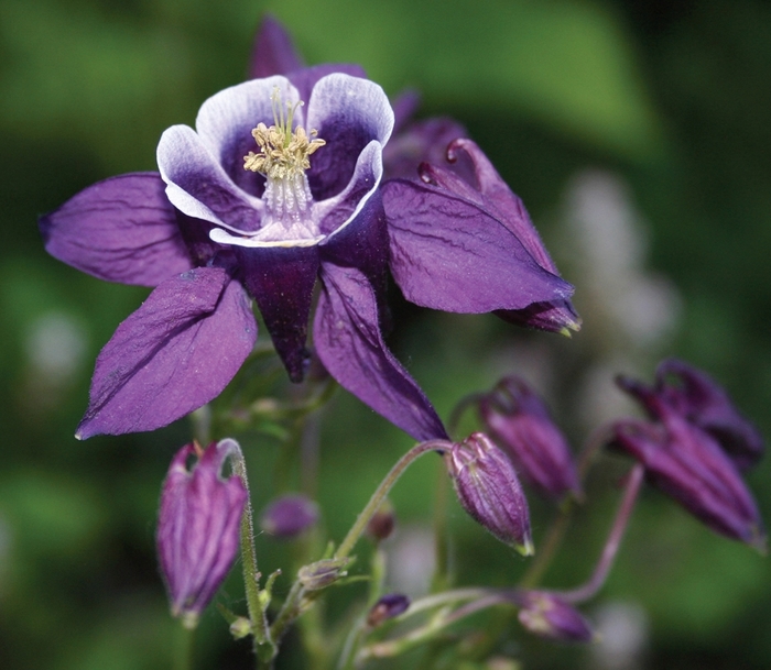 Aquilegia vulgaris Winky 'Purple & White' (010588)