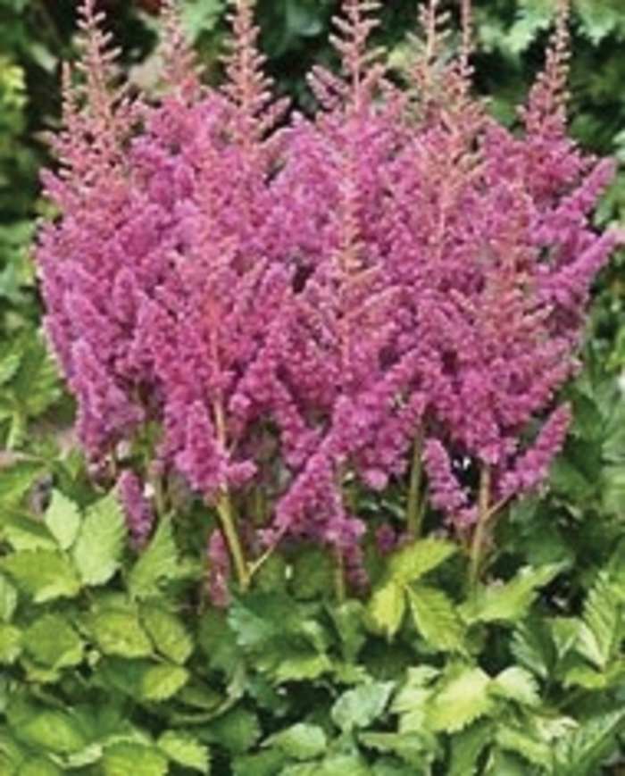 Astilbe chinensis 'Visions in Pink' (010614)