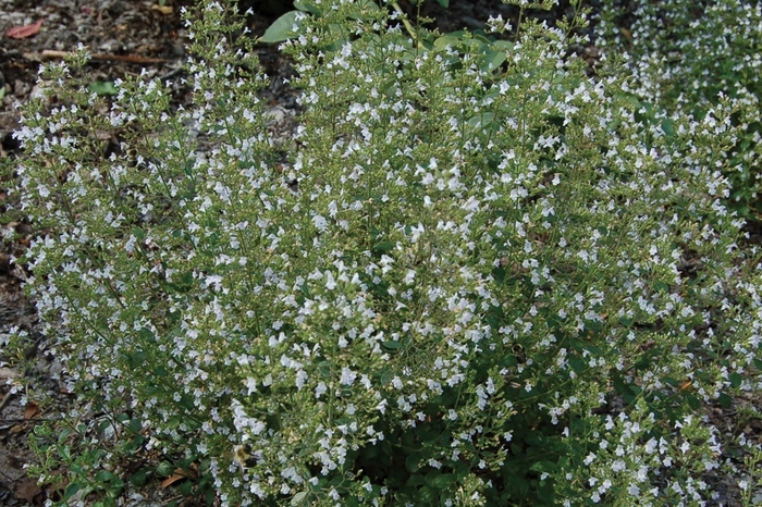 Calamintha nepeta ssp nepeta '' (010655)