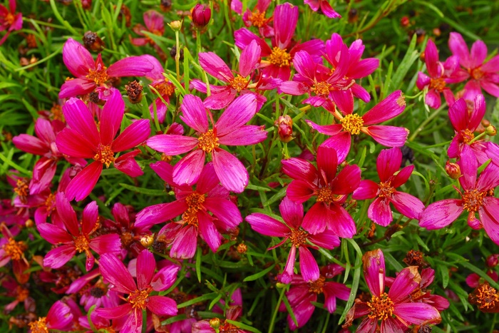 Coreopsis 'Strawberry Punch' (011357)