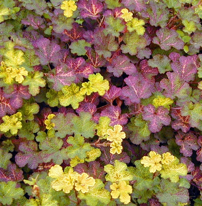 Rubus calycinoides 'Golden Quilt' (011809)
