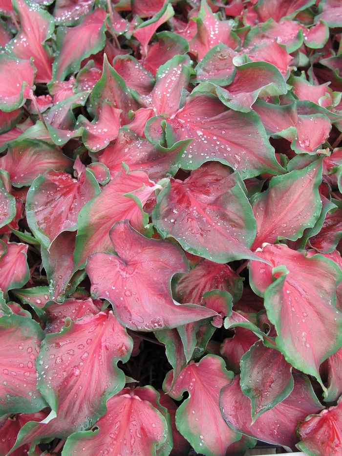 bicolor Frill' from Garden Center Marketing