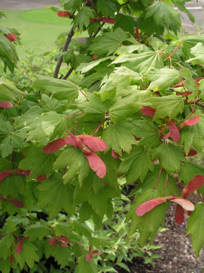 Acer circinatum '' (012386)