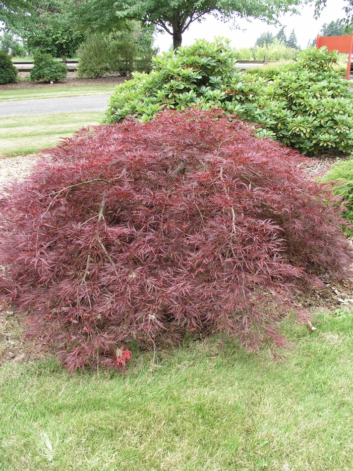 Acer palmatum var. dissectum 'Ever Red' (012401)