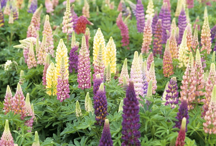 1000 EED Wildflower Mix ALL PERENNIAL Heirloom Flower Pollinator Non-GMO