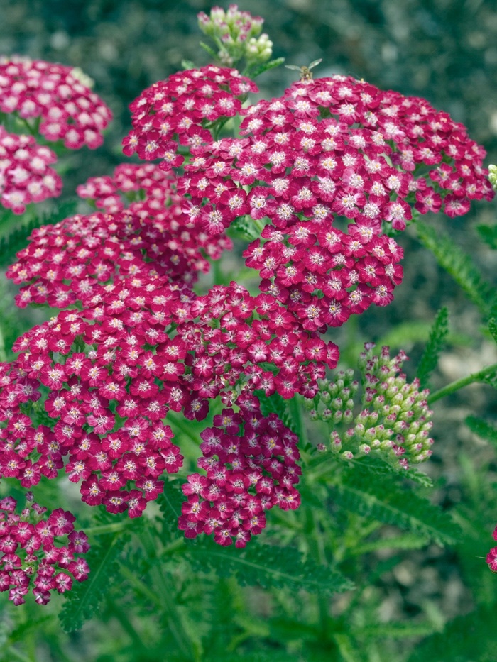 Achillea millefolium 'Oertel's Rose' (Yarrow)