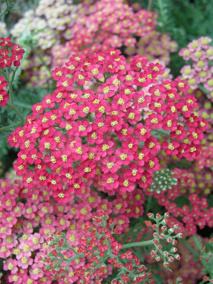 Achillea millefolium 'Paprika' Yarrow | Garden Center Marketing