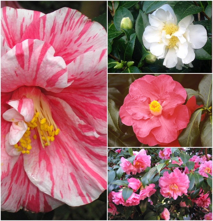 Camellia 'Multiple Varieties' (013124)