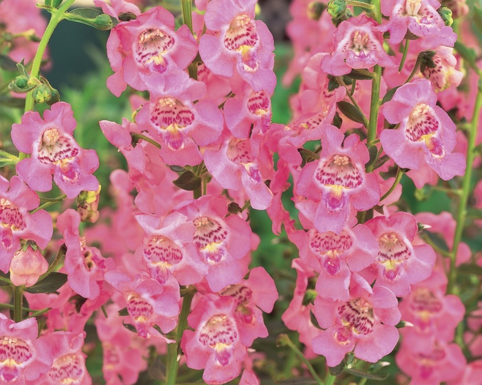 Angelonia Angelface® 'Perfectly Pink' (013374)