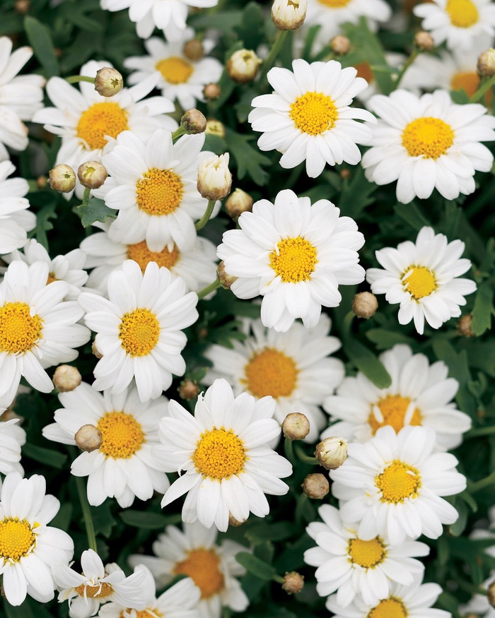Argyranthemum frutescens Molimba® 'Mini White' (013409)