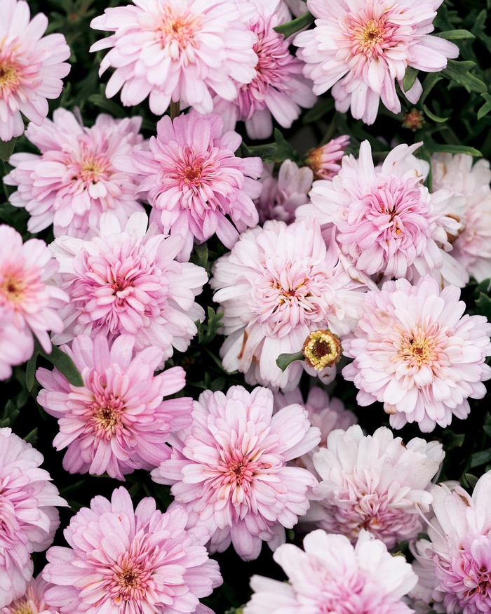 Argyranthemum frutescens Molimba® 'Helio Double Pink' (013412)
